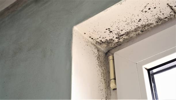 Best Residential Mold Inspection & Testing  in Medpolis, IA