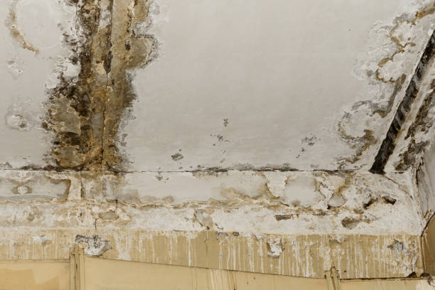 Forensic Mold Investigation in Mediapolis, IA