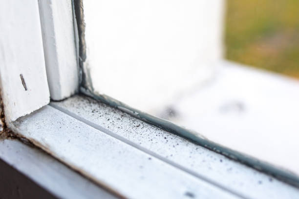 Best Water Damage & Mold Remediation  in Medpolis, IA