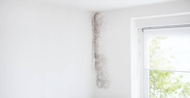 Trusted Mediapolis, IA Mold Removal Experts
