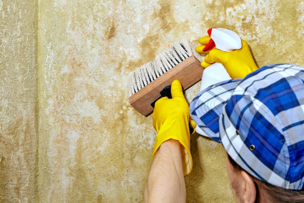 Best Residential Mold Inspection & Testing  in Medpolis, IA