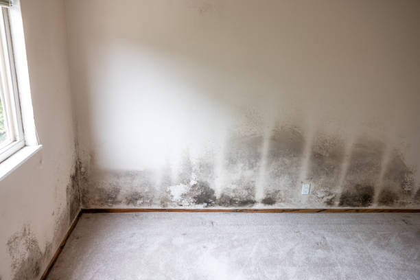 Best HVAC Mold Inspection and Cleaning  in Medpolis, IA