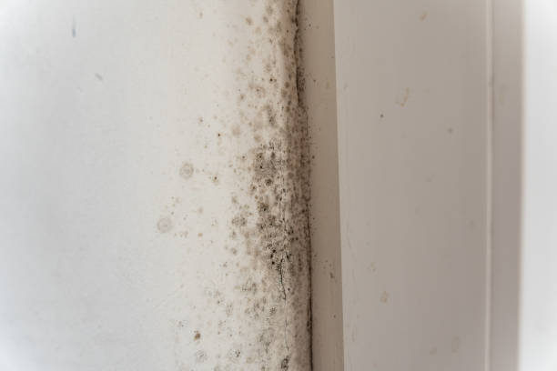 Best Mold Prevention Services  in Medpolis, IA