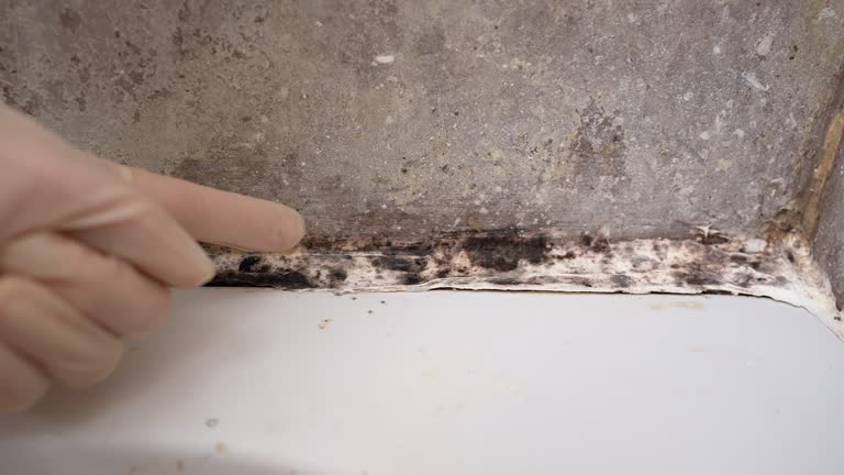 Best Comprehensive Air Testing for Mold Contaminants  in Medpolis, IA