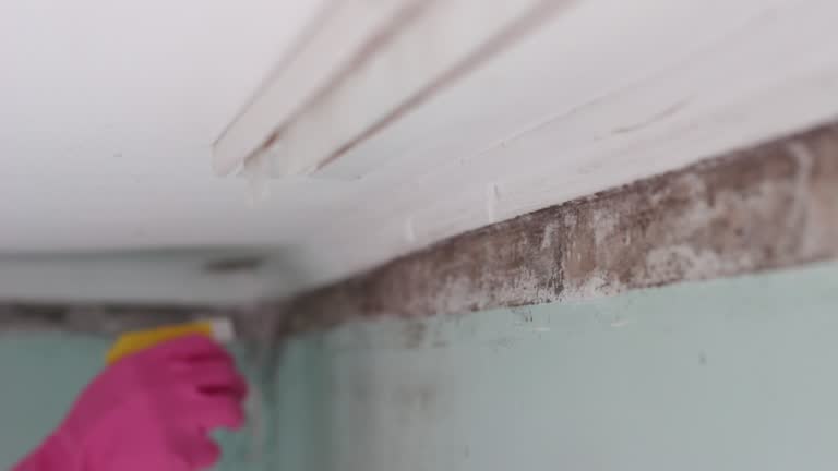 Best Mold Remediation for Healthcare Facilities  in Medpolis, IA